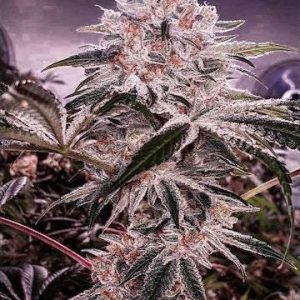 Ethos – Ethos Apex R1 (Feminized) - Image 2