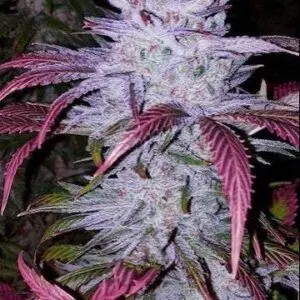 Ethos - Early Lemon Berry Rbx