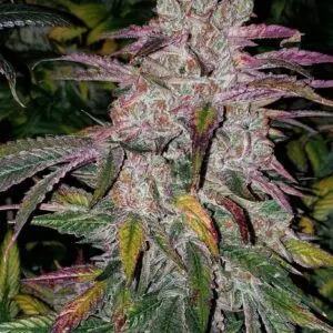 Ethos - Purple Thai Auto Rbx1