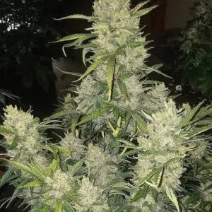 Ethos - Pluto Cut Autoflower R F3