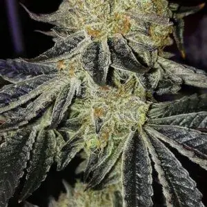 Ethos - Mandarin Zkittlez F1