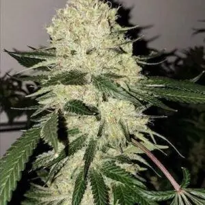 Ethos - Lilac Diesel Bx4
