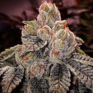 Ethos - OGDlux Bx3