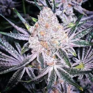 Ethos - Purple Sunset Rbx2