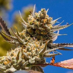 Ethos - Lemon Berry Candy OG R2
