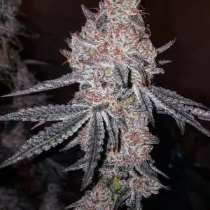 Ethos - Strawberry OG Cookies R1