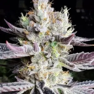 Ethos - Booberry Cookies Rbx (Feminized)