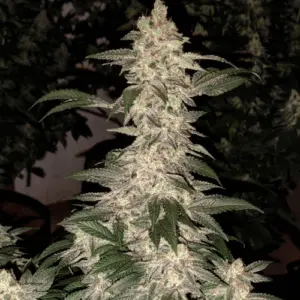 Ethos - Grandpa's Cookies R1 (Feminized)
