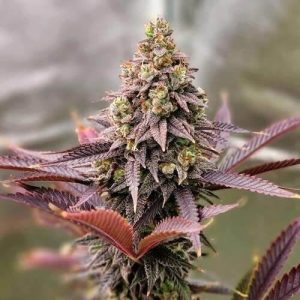 Ethos – Punchberry Cookies Rbx (Feminized) - Image 2