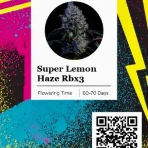 Ethos - Super Lemon Haze Rbx3 (Feminized)