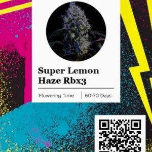 Ethos – Super Lemon Haze Rbx3 (Feminized) - Image 2