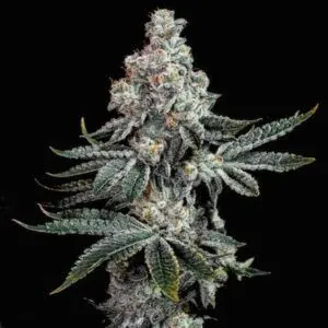 Ethos - Grandpa's Cookies R2 V1 (Feminized)