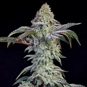Ethos - Grandpa's Cookies #6 S1 (Feminized)