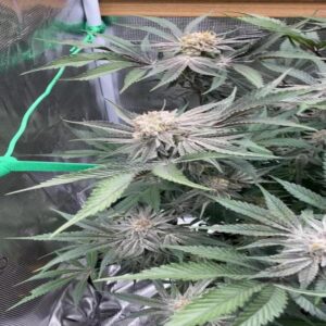 BG Bulk