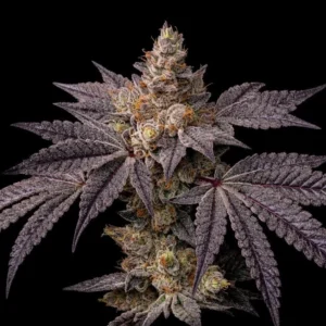 Ethos – Toad Candy R1 (Feminized) - Image 2