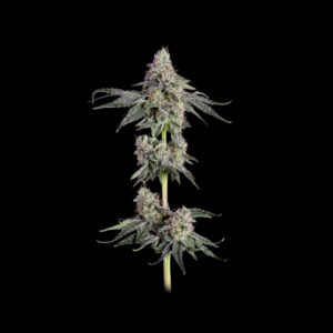 Happy Valley Genetics – Garlic Knots (Feminized) - Image 2
